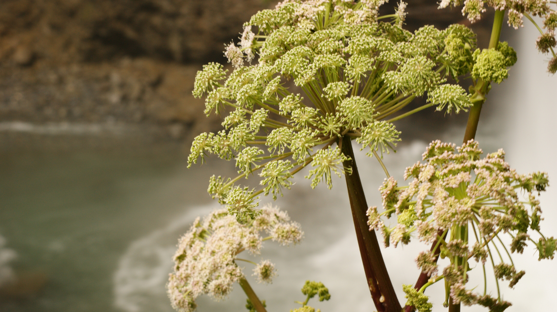 Blüte am Wasserfall