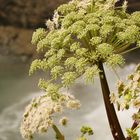 Blüte am Wasserfall