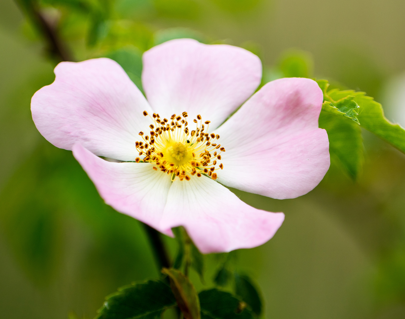 Blüte am Weg