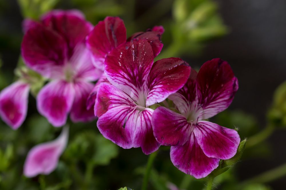 Blüte am Wege Nr.1