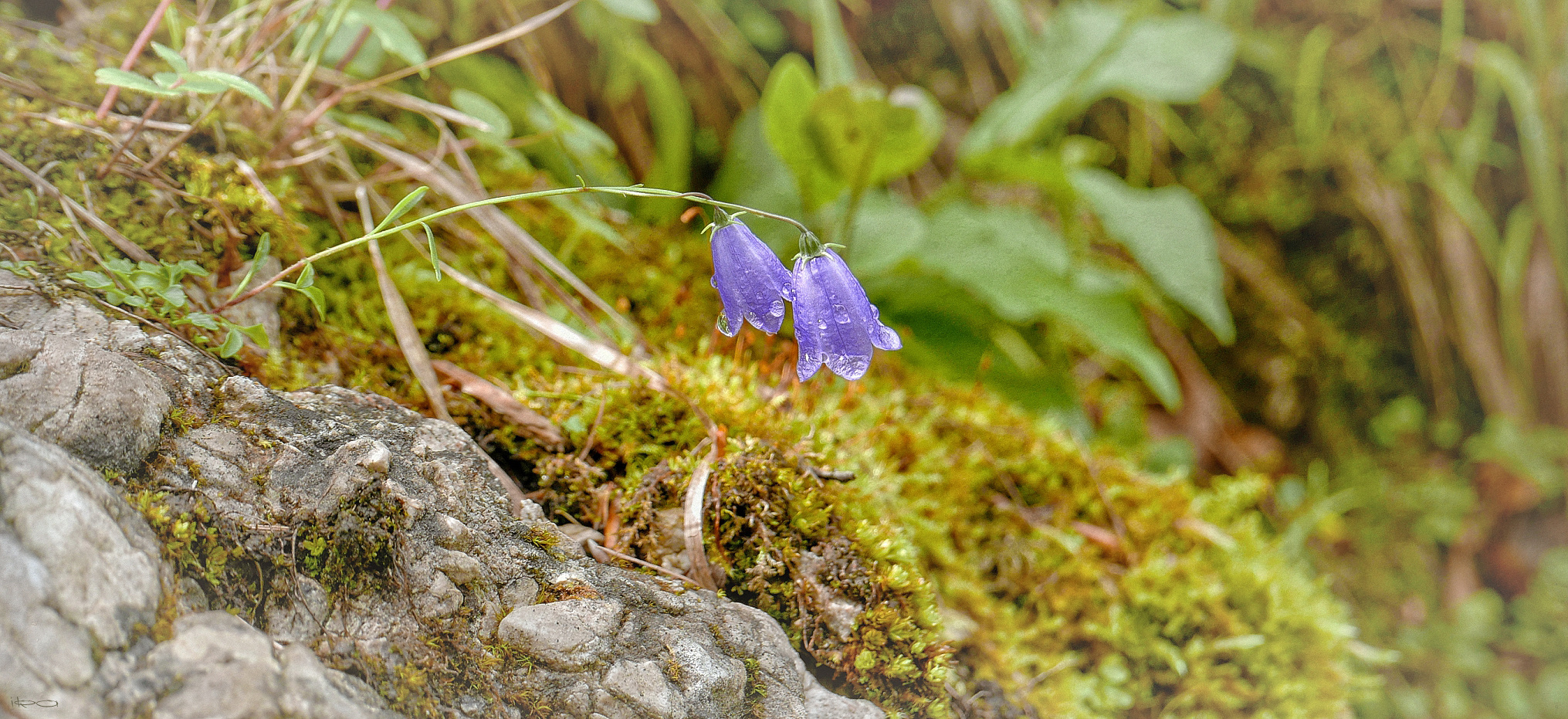 Blüte am Wegesrand