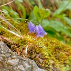 Blüte am Wegesrand