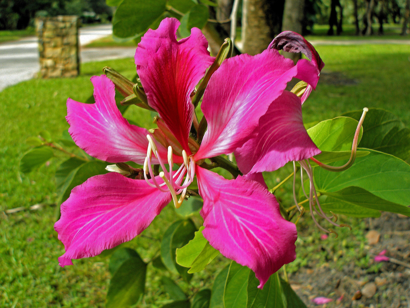 Blüte am Wegesrand