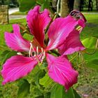 Blüte am Wegesrand