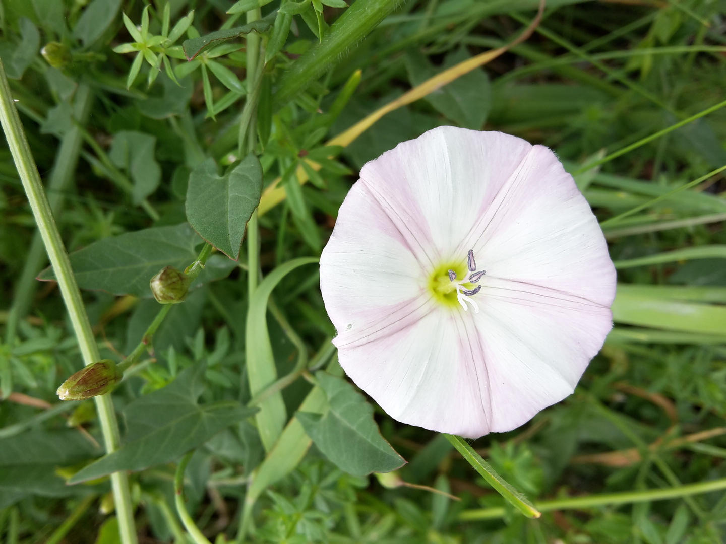 Blüte am Wegesrand