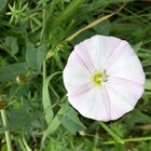 Blüte am Wegesrand