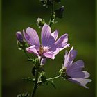 Blüte am Wegesrand