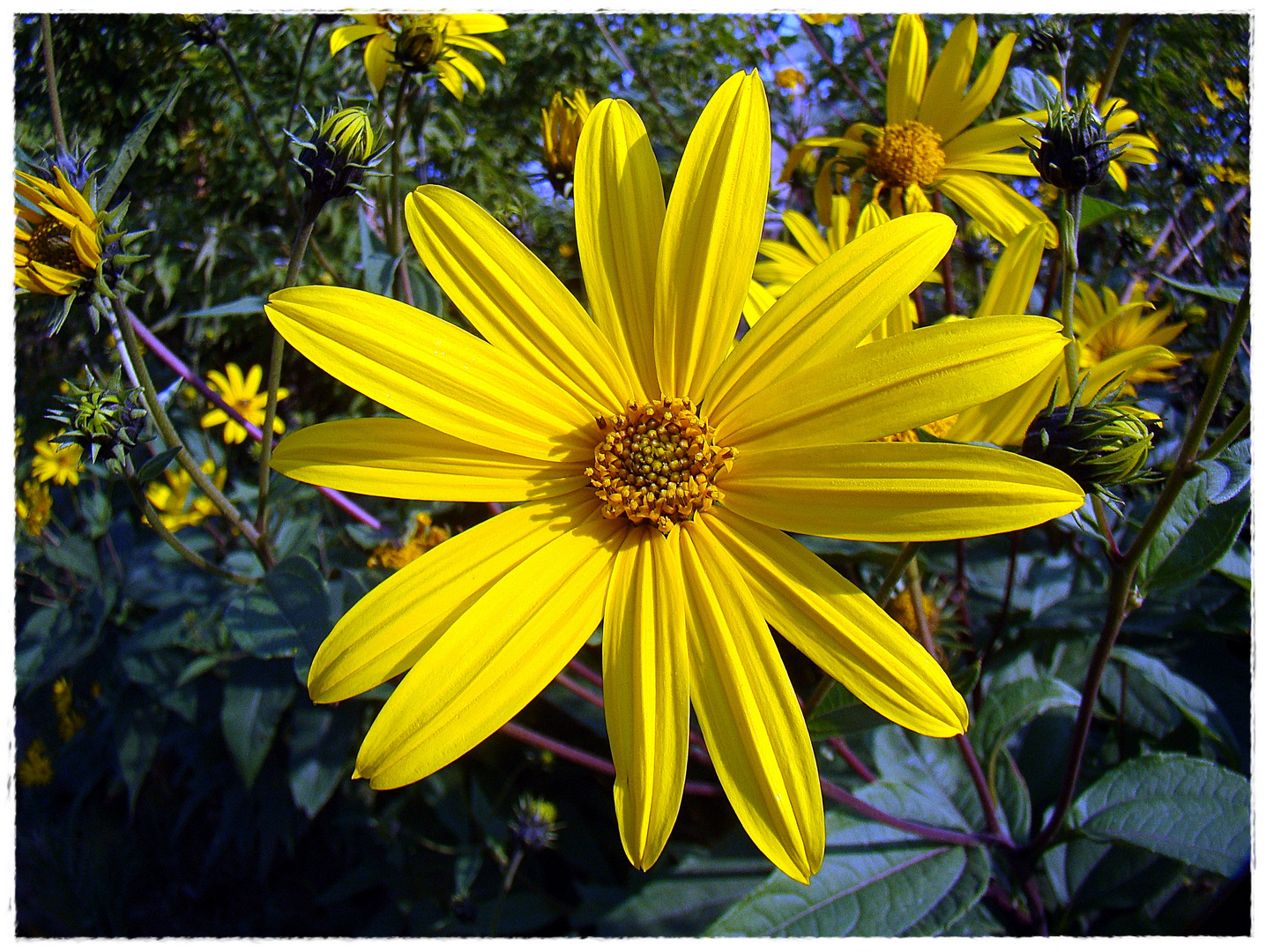 Blüte am Wegesrand