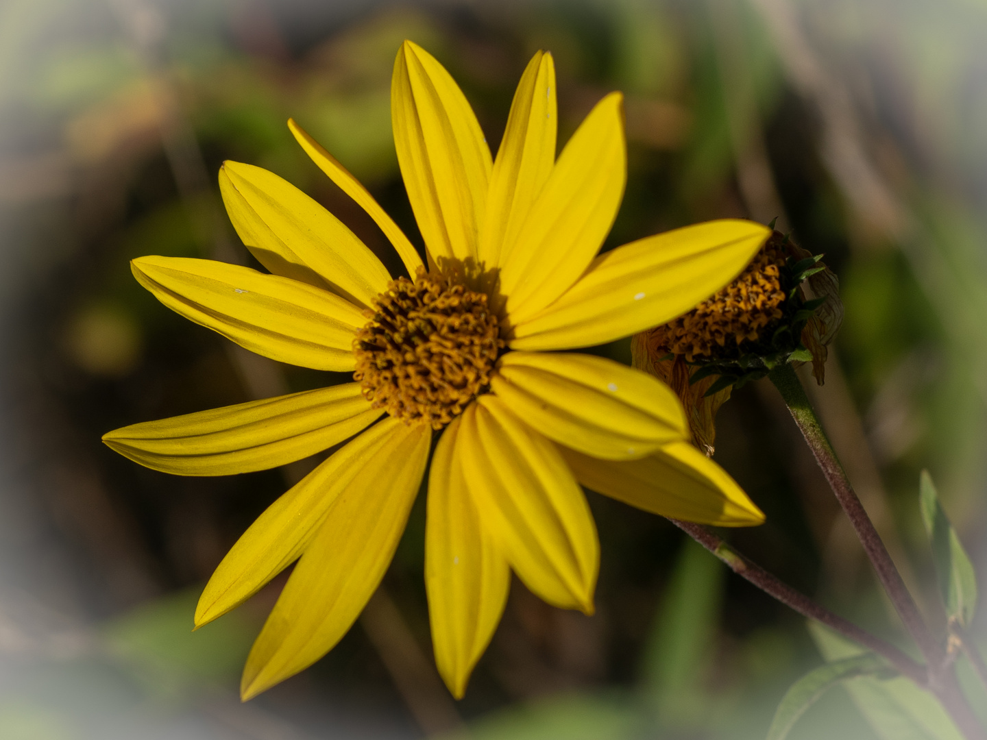 Blüte am Wegesrand