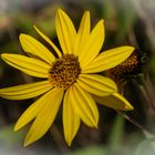 Blüte am Wegesrand