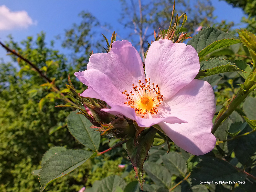 Blüte am Wegesrand