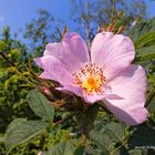 Blüte am Wegesrand