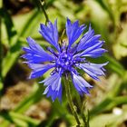 Blüte am Wegesrand