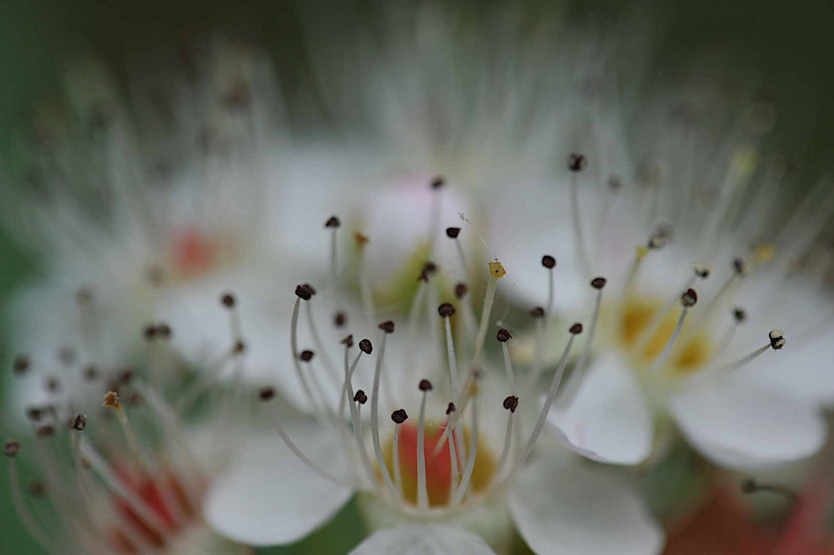 Blüte am Wegesrand