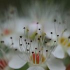 Blüte am Wegesrand