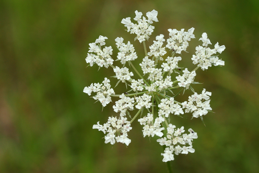 Blüte am Wegesrand im Wald