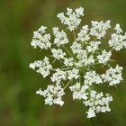 Blüte am Wegesrand im Wald