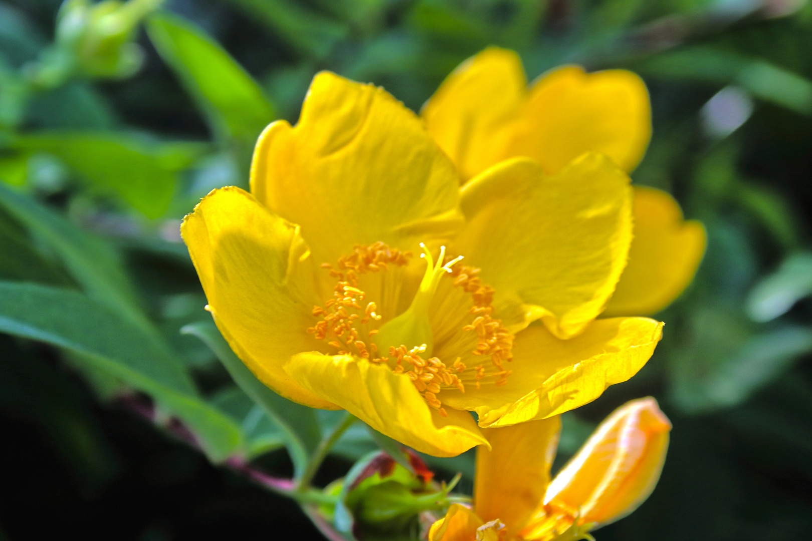 Blüte am Wegrand