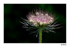 Blüte am Wegrand.......