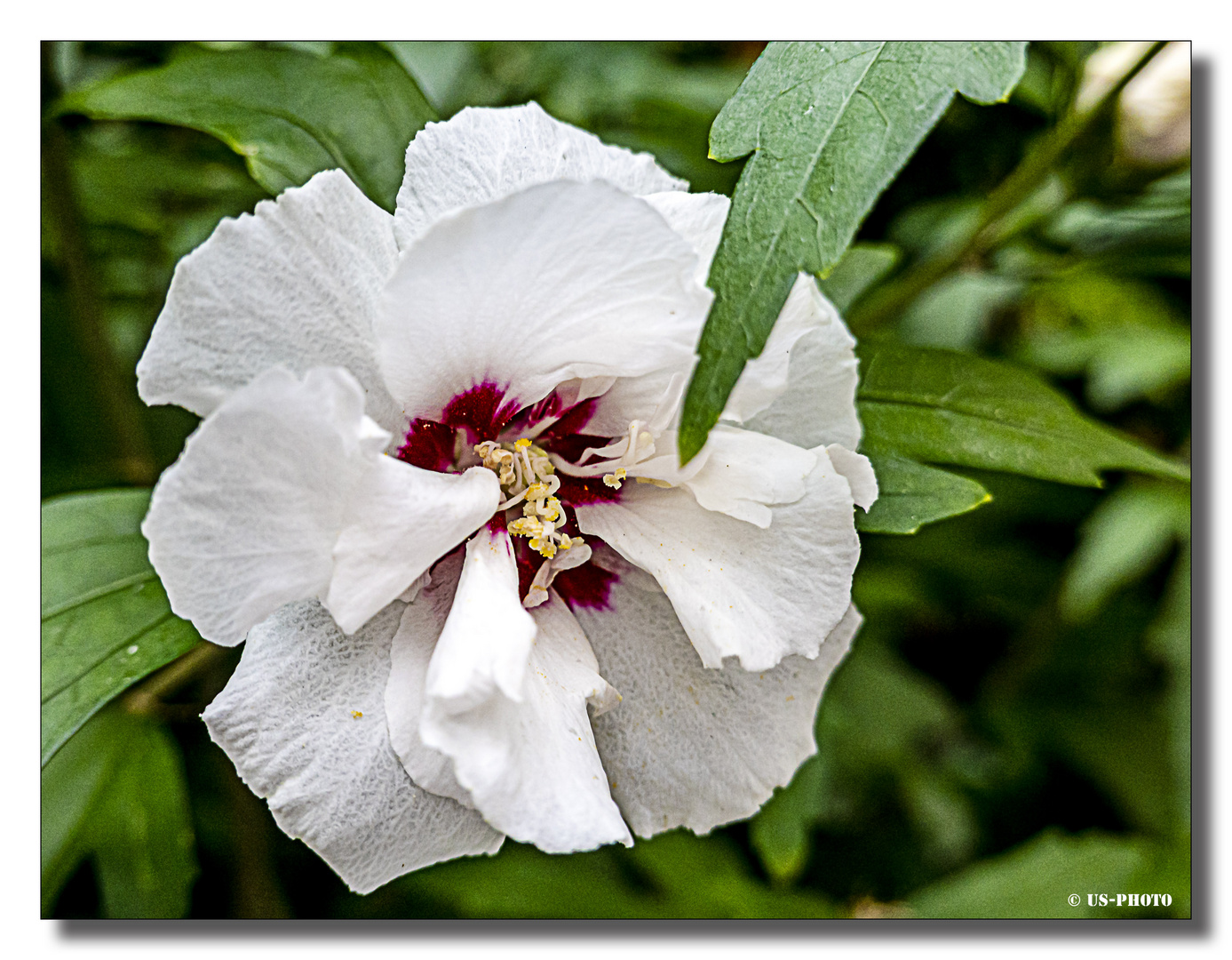 Blüte am Wegrand