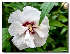 Blüte am Wegrand