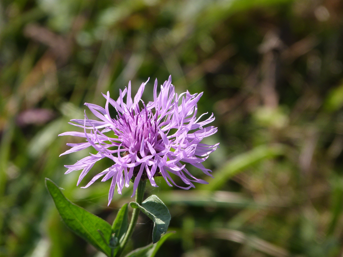 Blüte am Wiesenrand