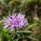 Blüte am Wiesenrand