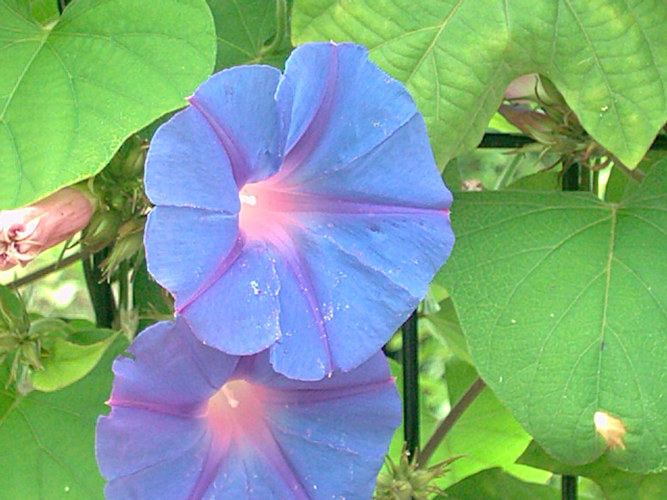 blüte am zaun auf corfu