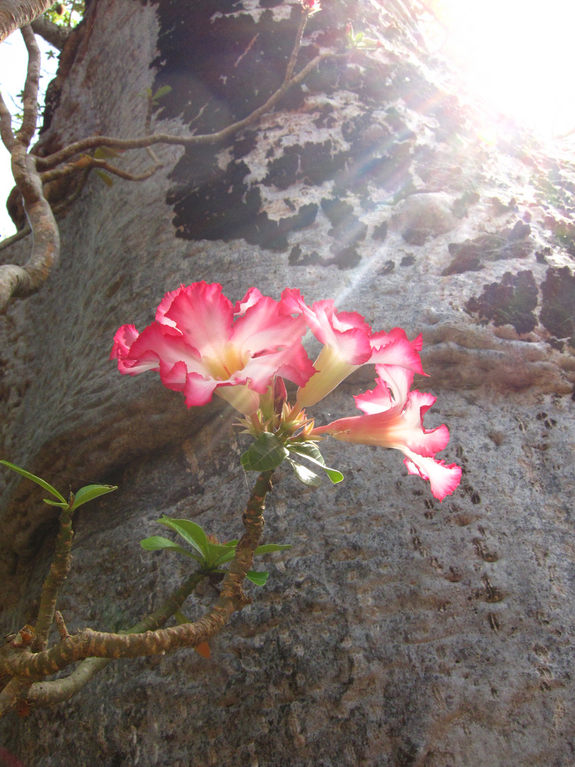 Blüte an Baumstamm