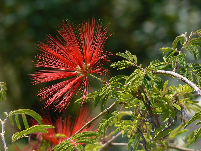 Blüte an der Cote d'Azur
