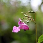 Blüte an der Este an einem Herbstnachmittag..