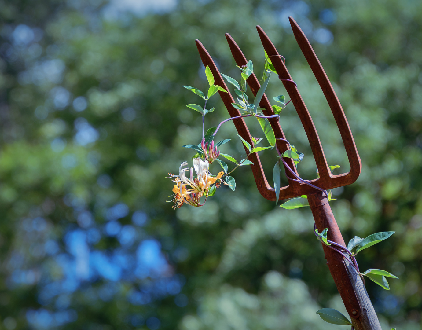 Blüte an der Gabel