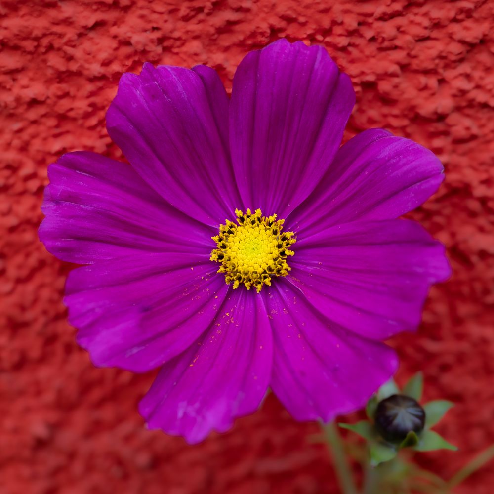 Blüte an der Wand-0697