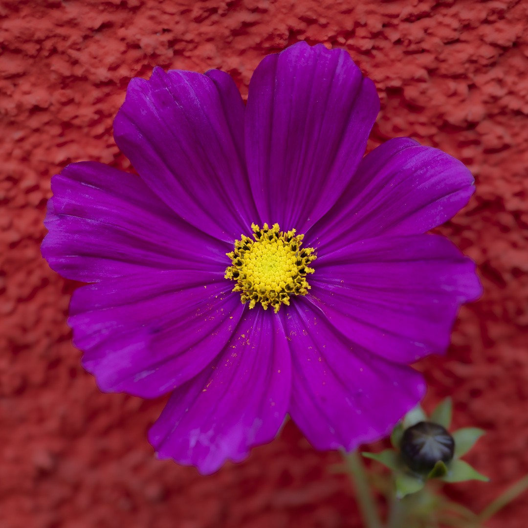 Blüte an der Wand-0697