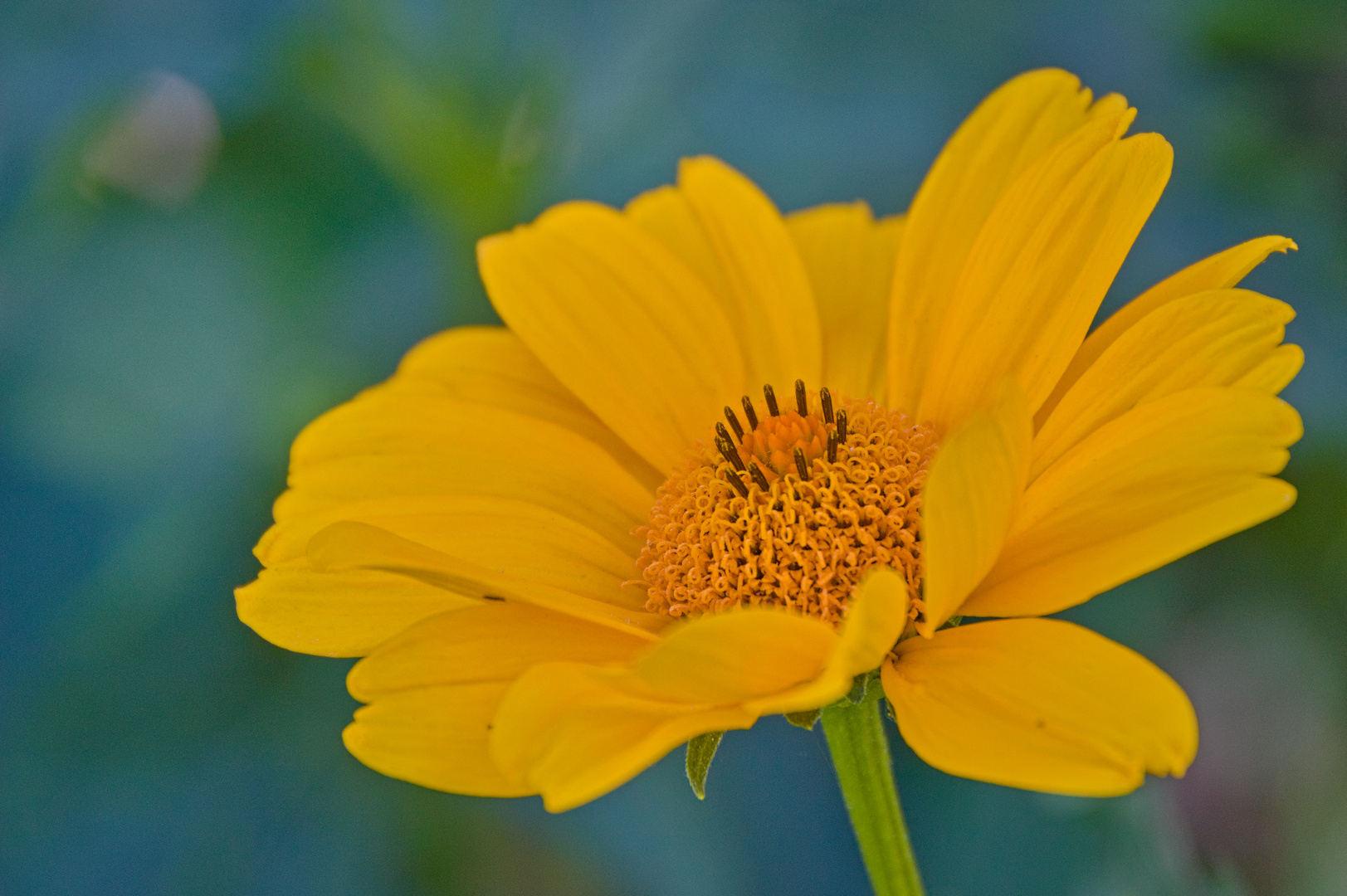 Blüte an einem schönen Sommertag