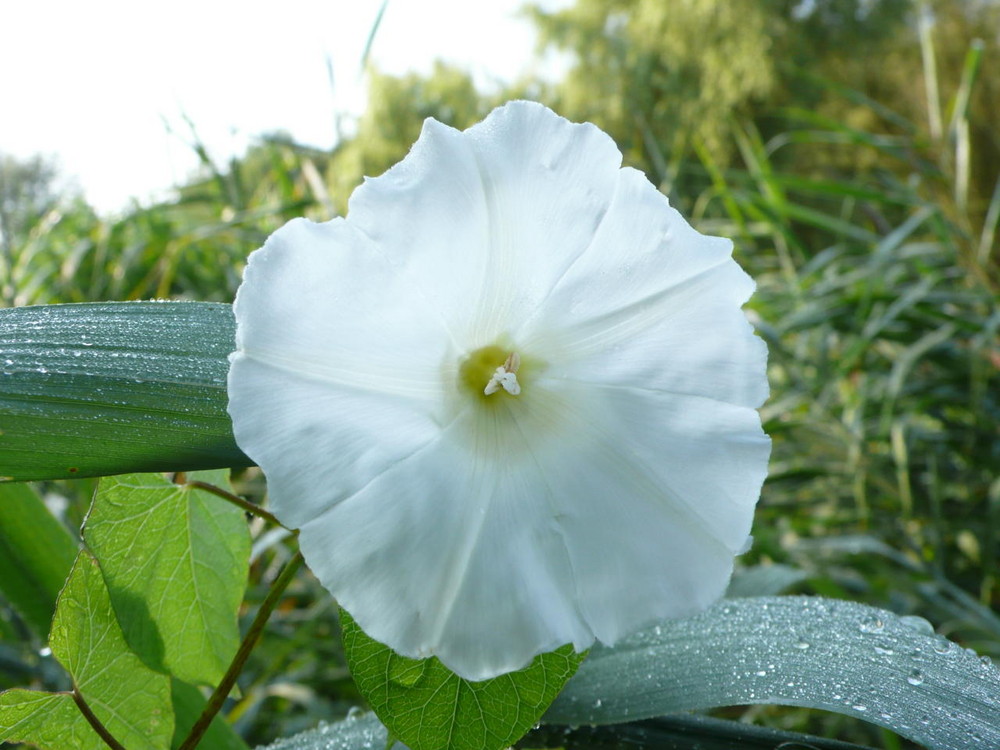 Blüte an einem Sommermorgen