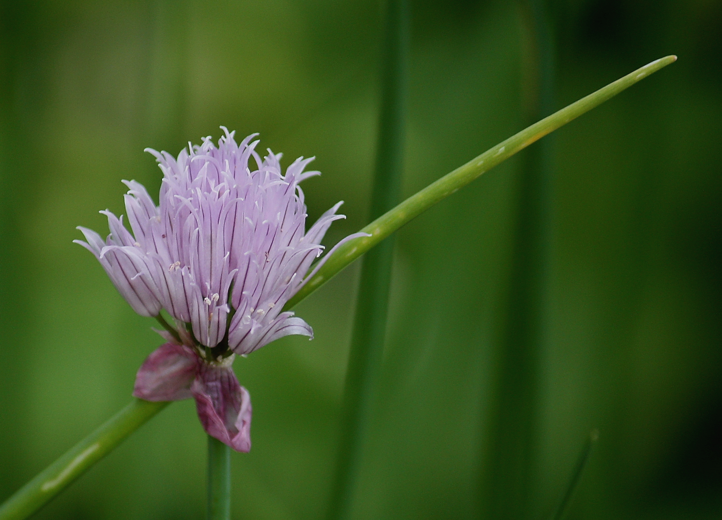 Blüte an Schnittlauch