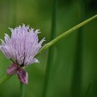 Blüte an Schnittlauch