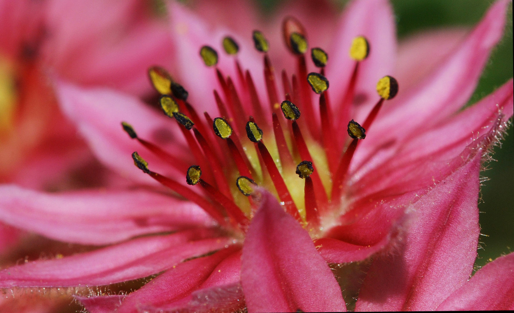 Blüte an Sedum