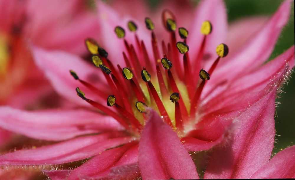 Blüte an Sedum