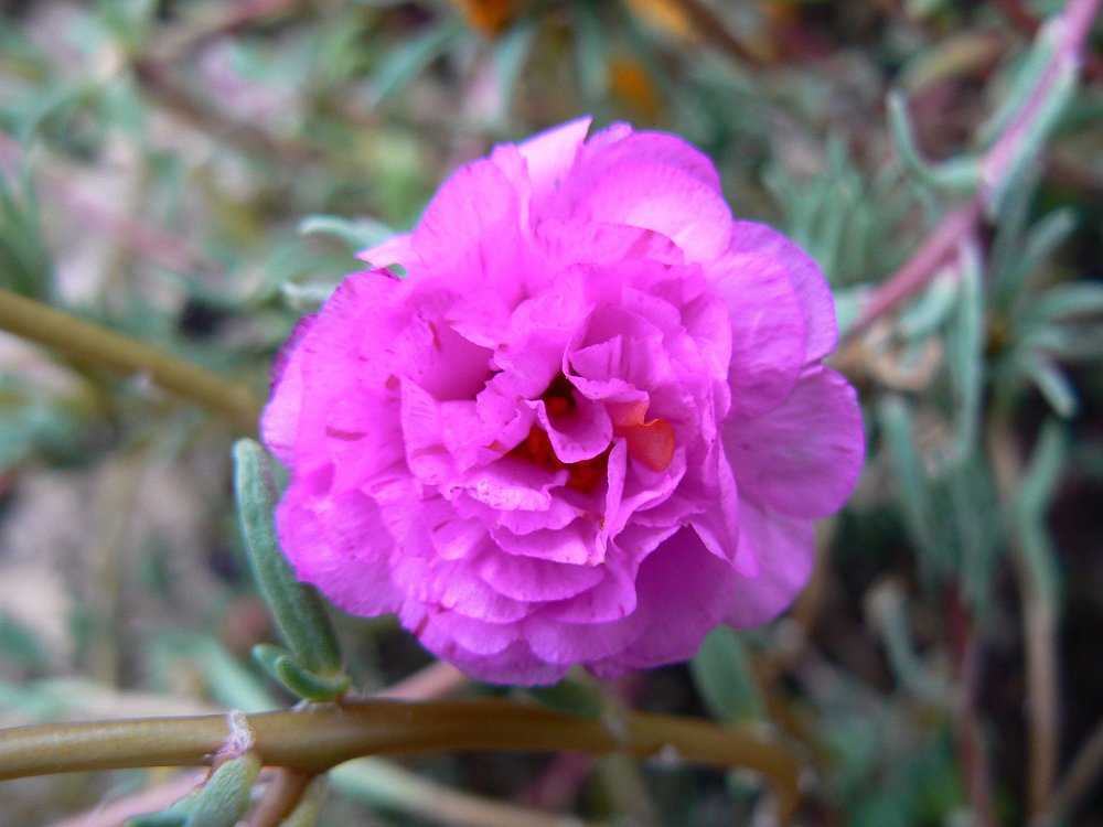 Blüte an Strauch