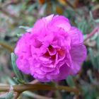 Blüte an Strauch