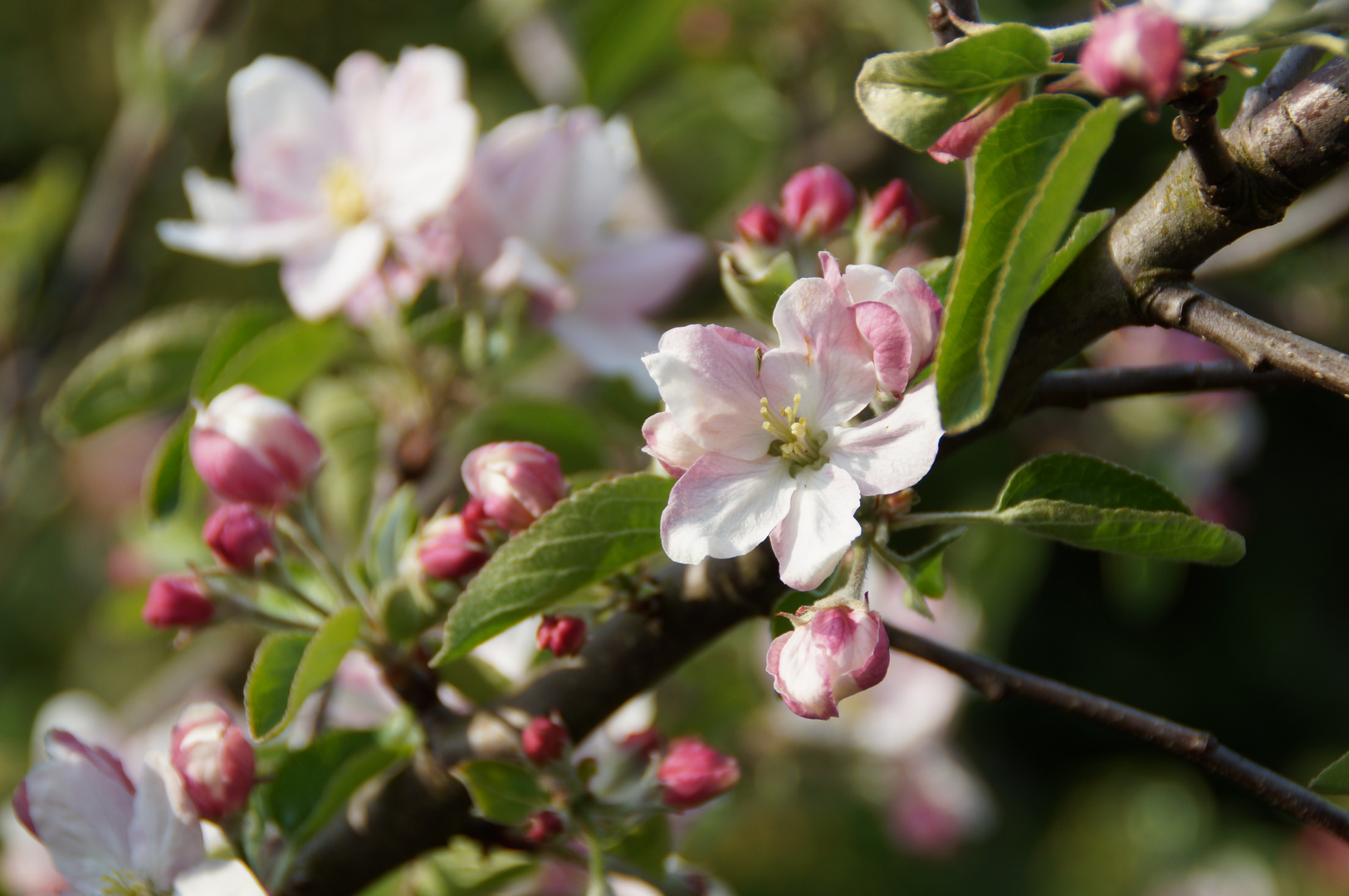 Blüte Apfelbaum