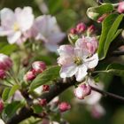 Blüte Apfelbaum