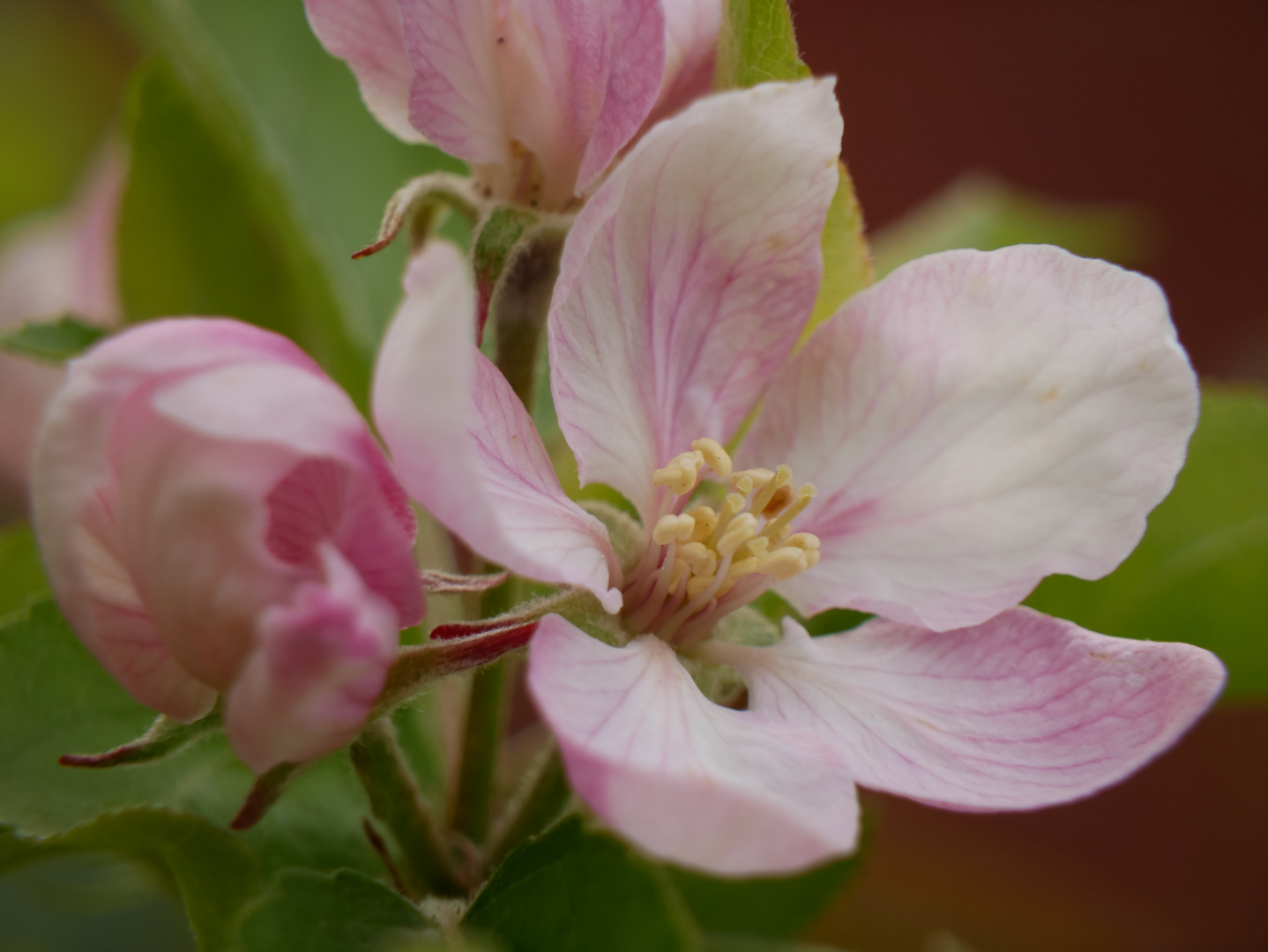 Blüte Apfelbaum (Garten)