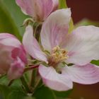 Blüte Apfelbaum (Garten)