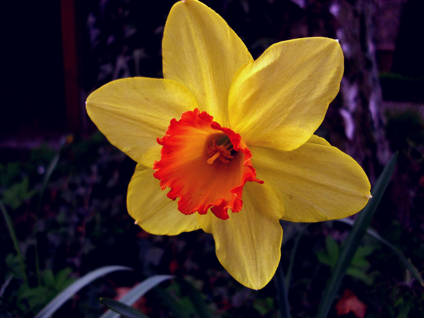 Blüte... April 2011