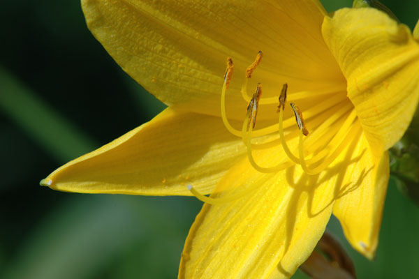 Blüte (Art noch nicht bestimmt)