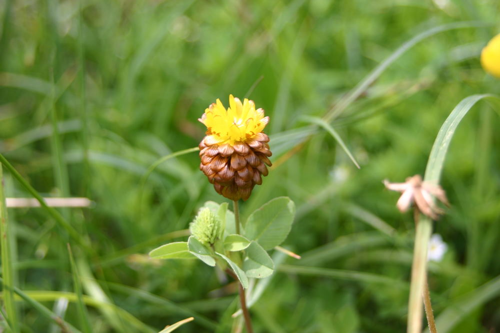 Blüte auf 1500 Meter