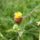 Blüte auf 1500 Meter